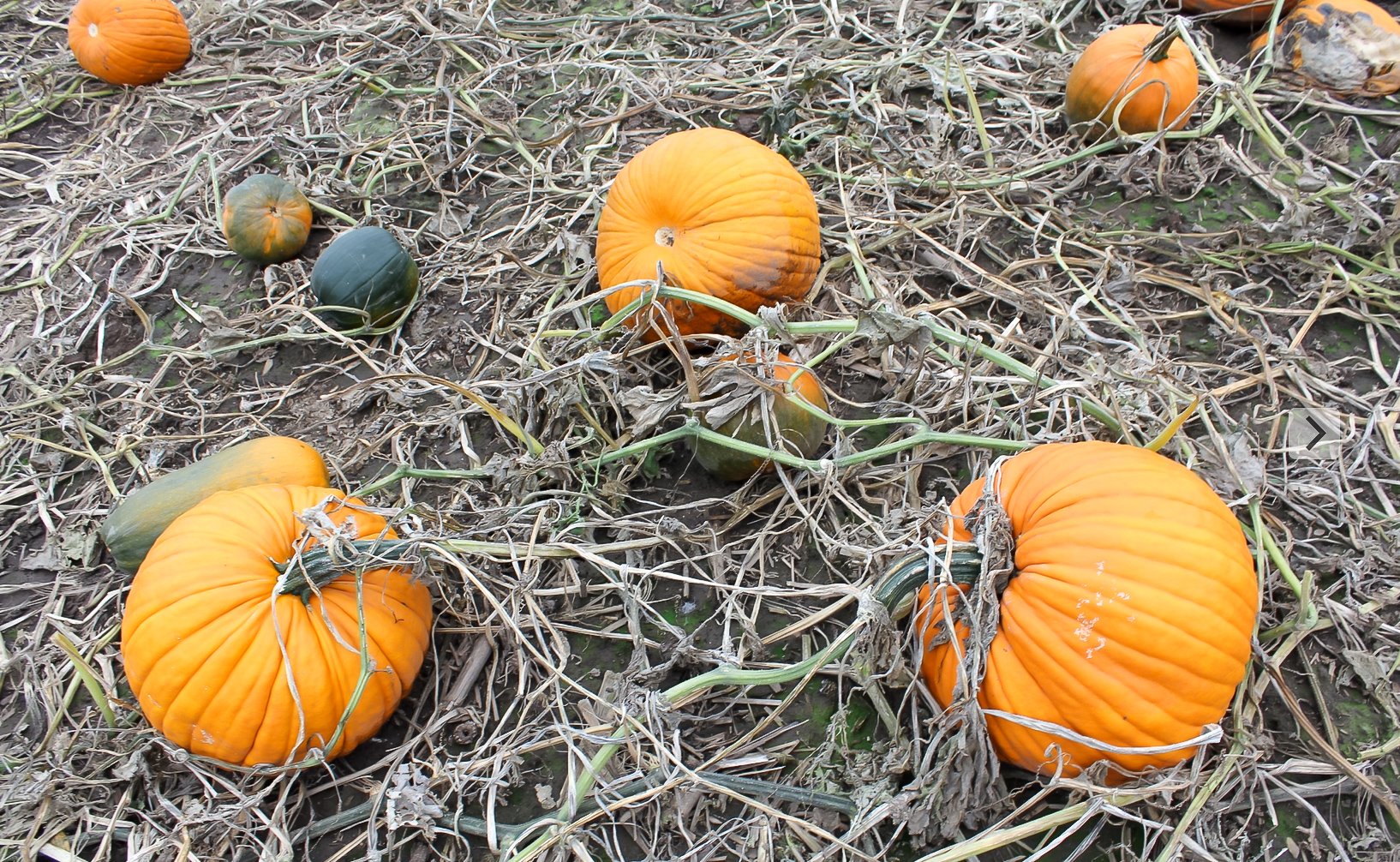 pumpkin patches in madison wisconsin