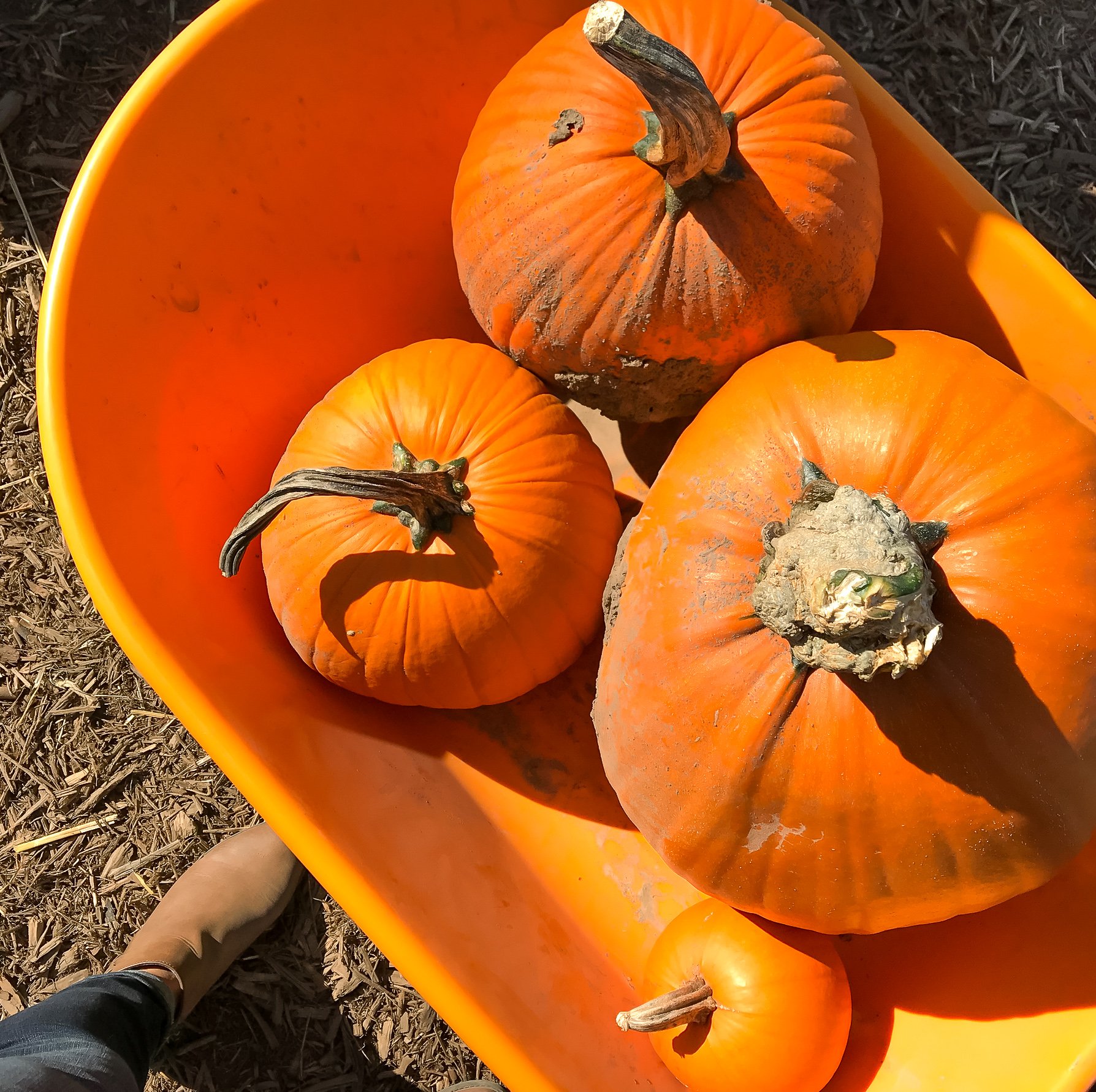pumpkin patch madison wi