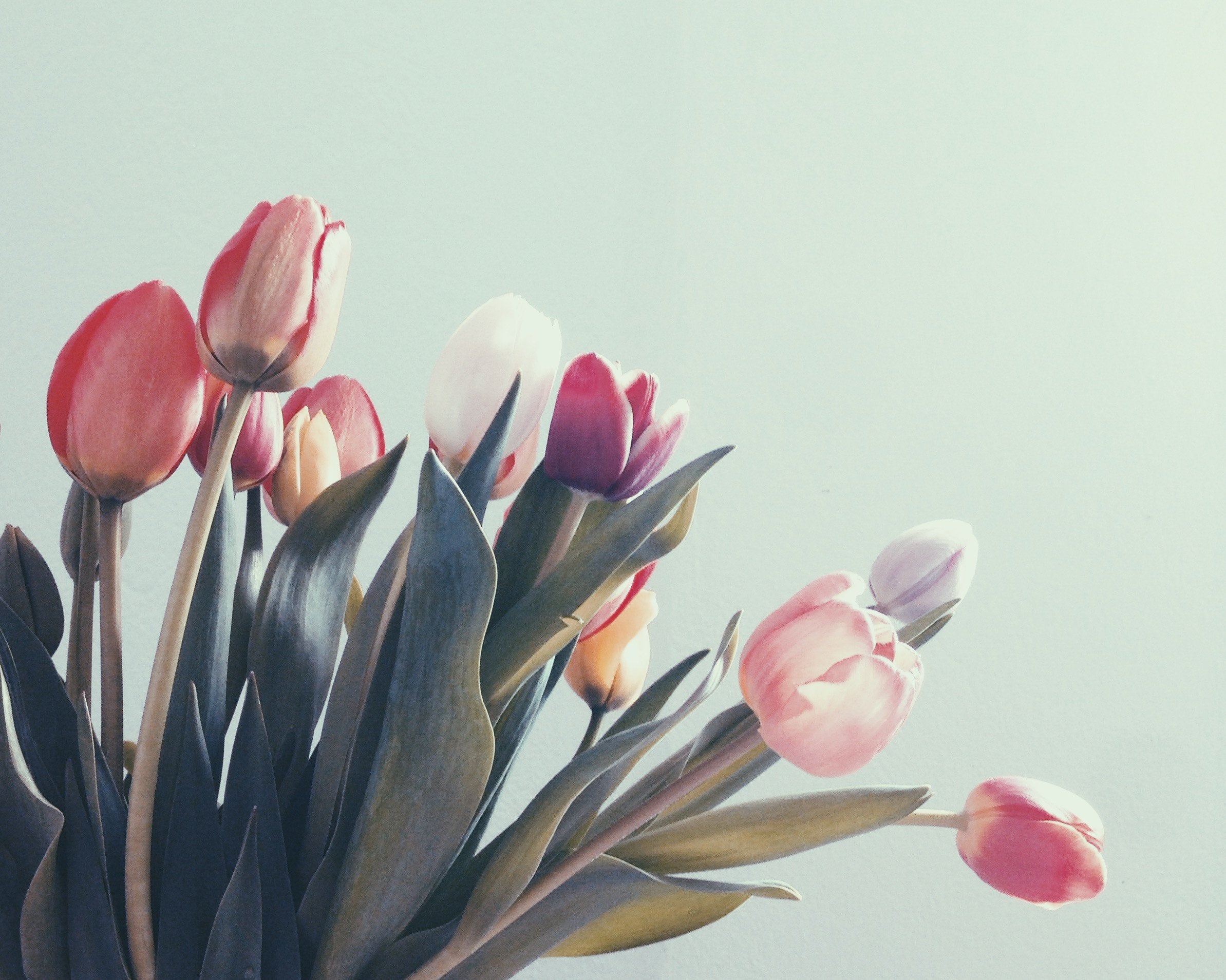 tulips